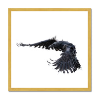 Raven 2 Antique Framed Print