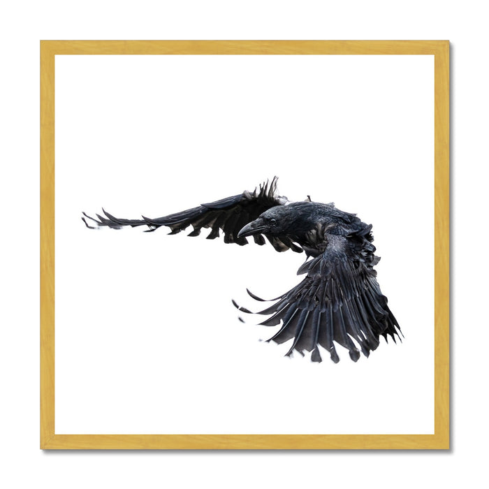 Raven 2 Antique Framed Print