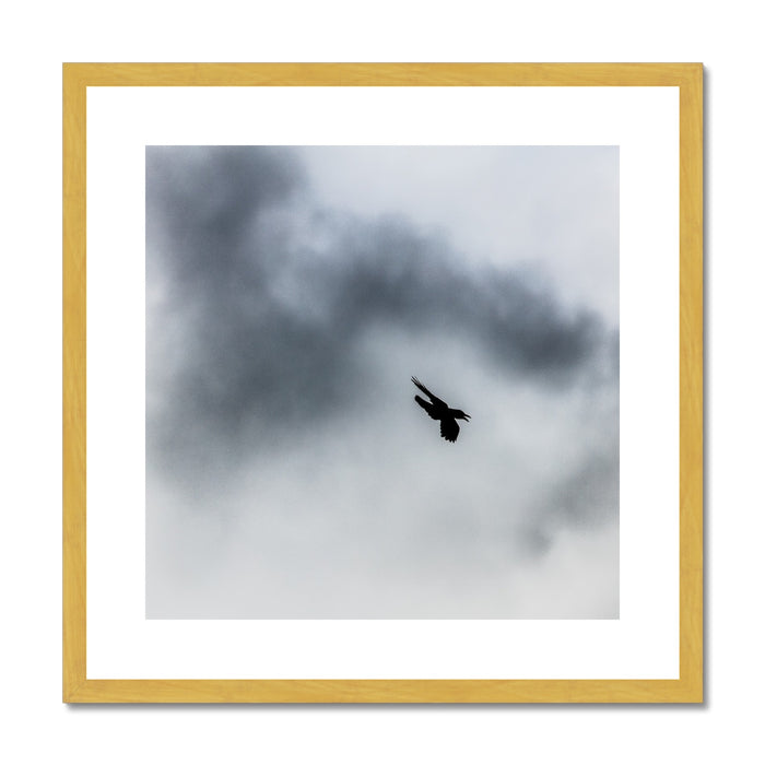 Storm Raven 3 Antique Framed & Mounted Print
