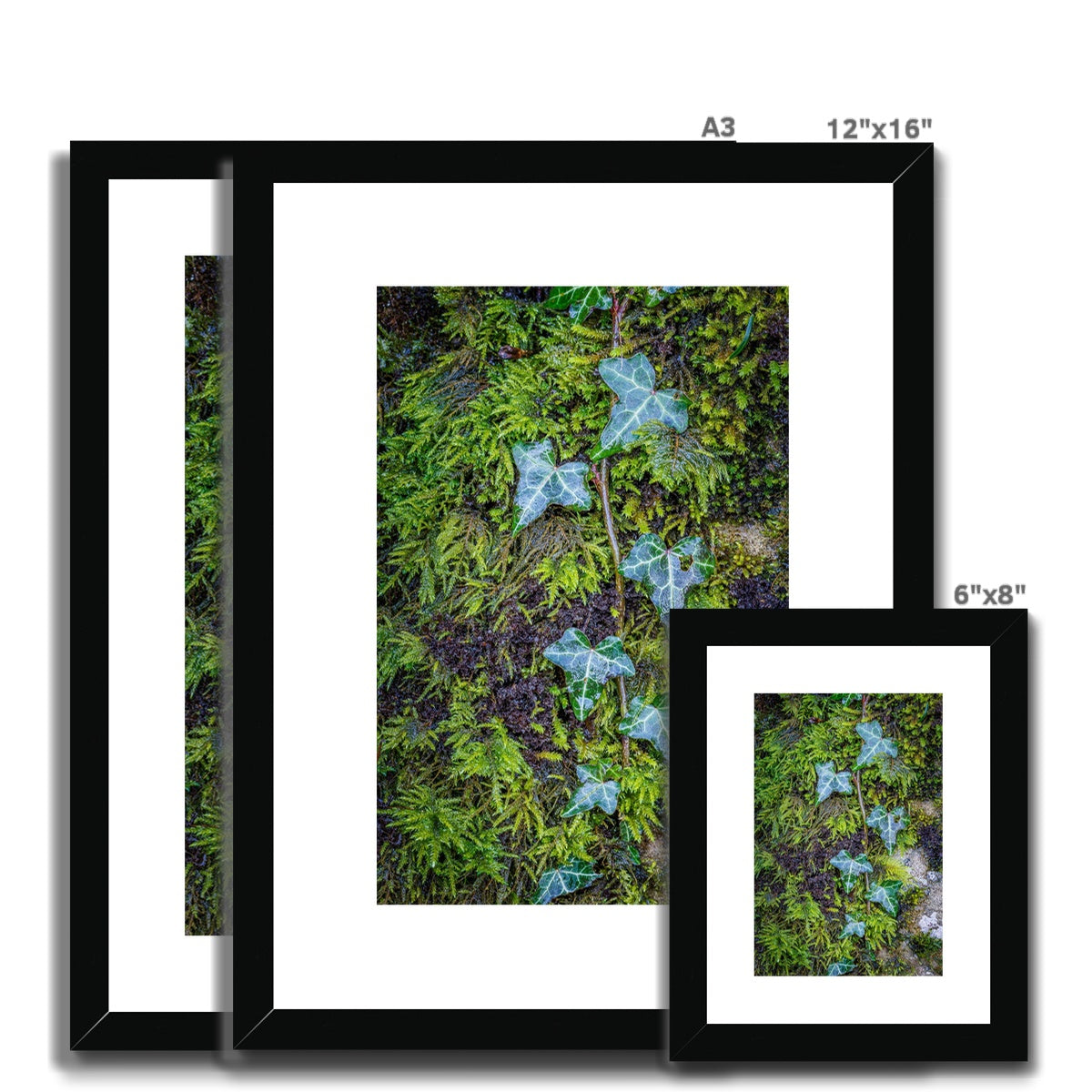 Ivy Clad Framed & Mounted Print