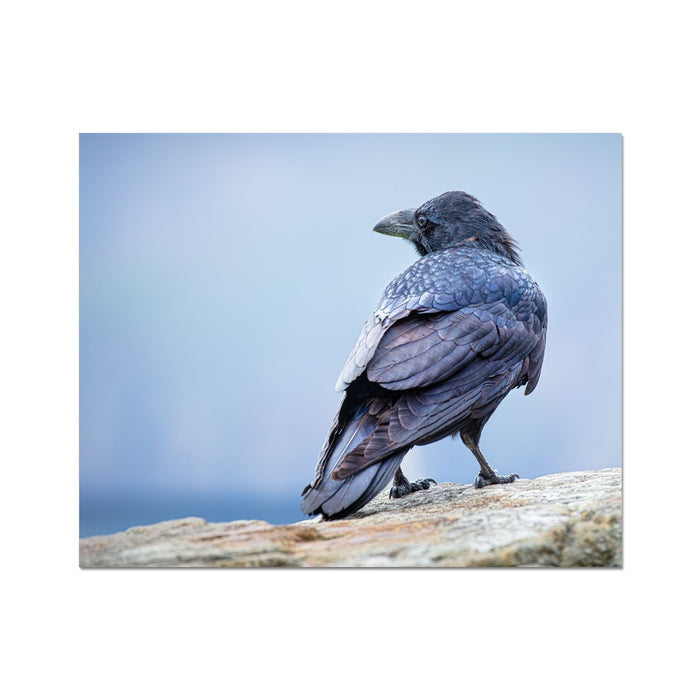 The Raven of Ireland Fine Art Print