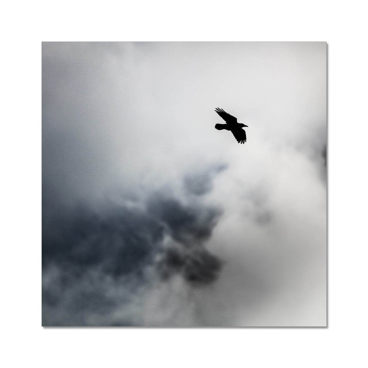 Storm Raven 2 Wall Art Poster