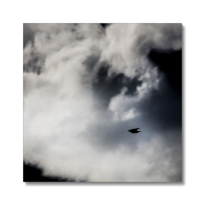 Storm Raven 1 Canvas