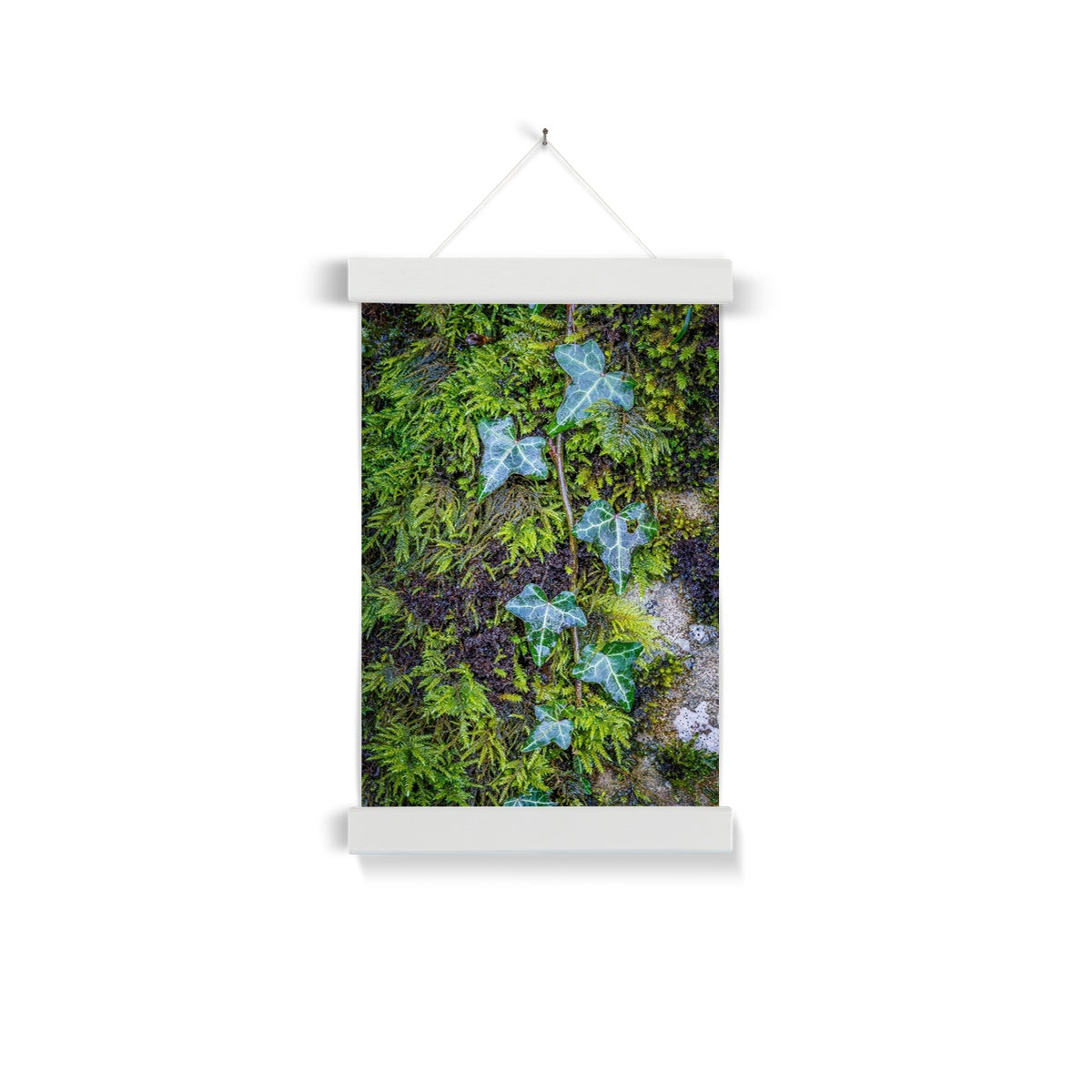 Ivy Clad Fine Art Print with Hanger