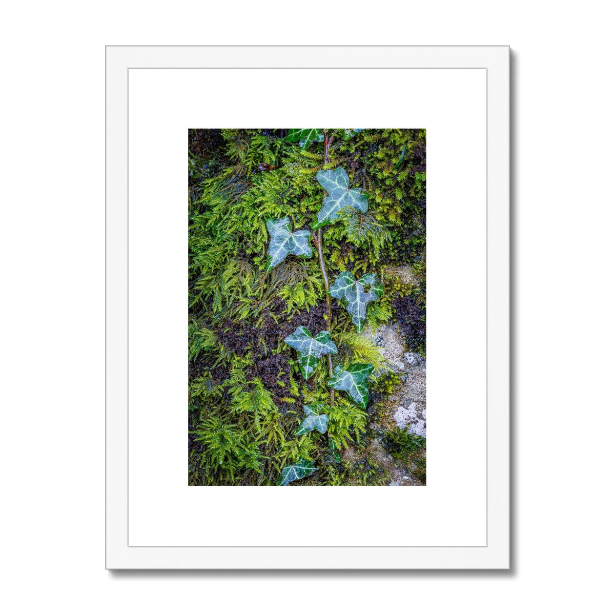 Ivy Clad Framed & Mounted Print