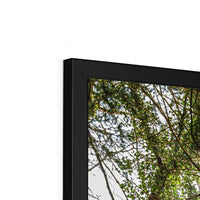 Boulder and Yew Budget Framed Poster