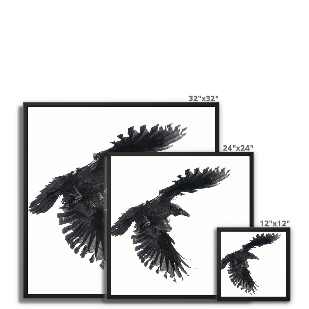 Raven 1 Framed Canvas