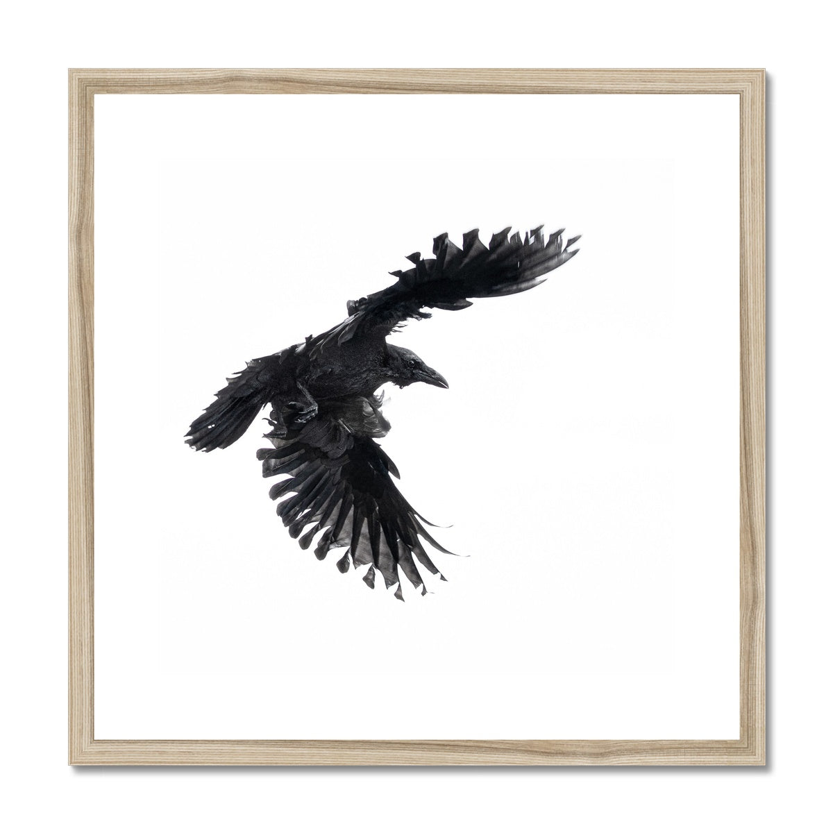 Raven 1 Framed & Mounted Print