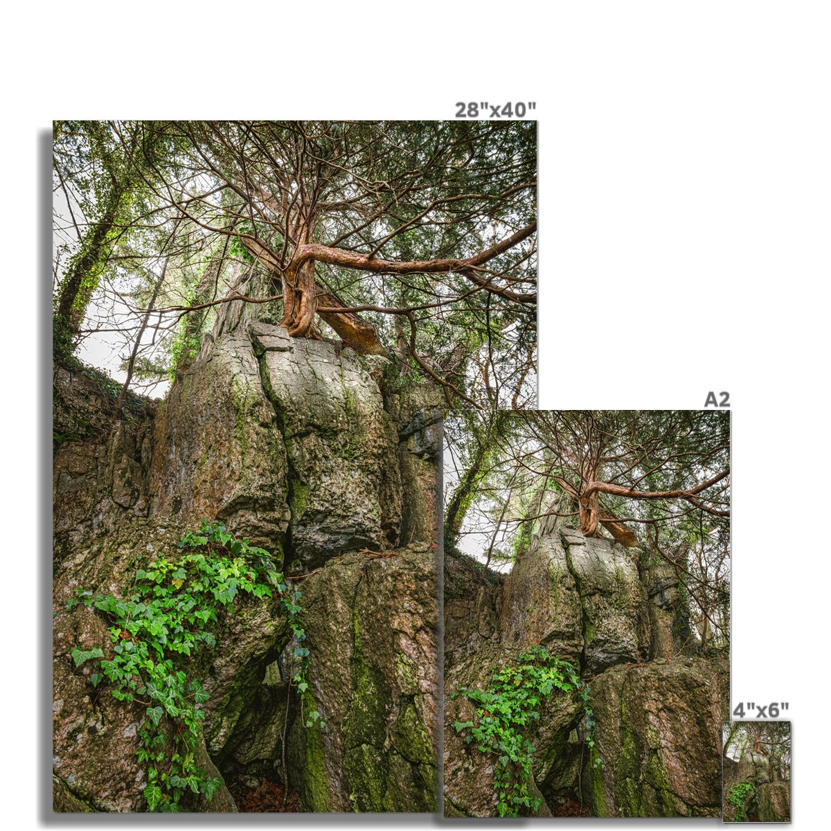 Boulder and Yew Fine Art Print