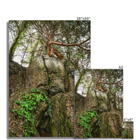 Boulder and Yew Fine Art Print