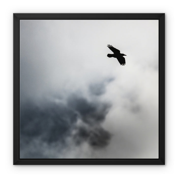 Storm Raven 2 Framed Canvas