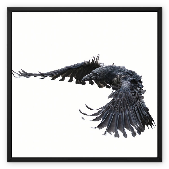 Raven 2 Framed Canvas
