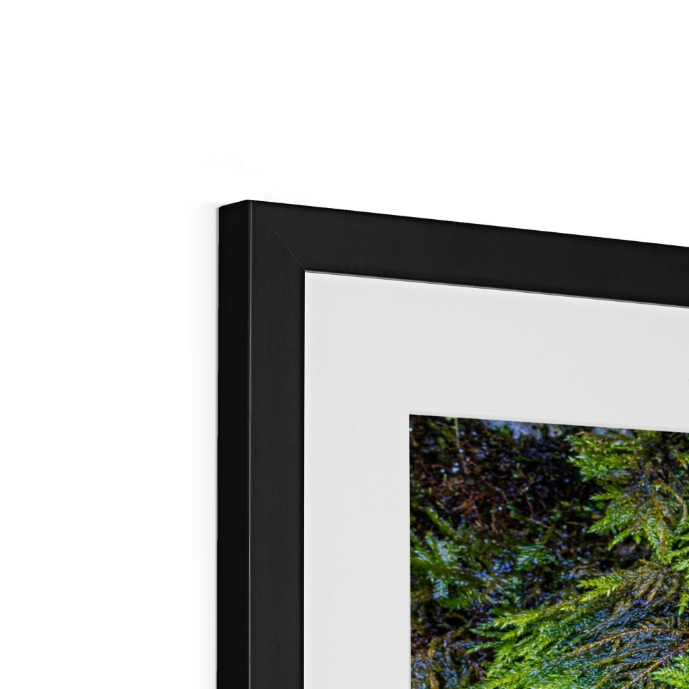Ivy Clad Framed & Mounted Print