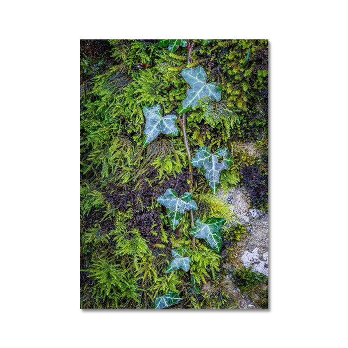 Ivy Clad Fine Art Print