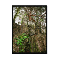 Boulder and Yew Framed Print
