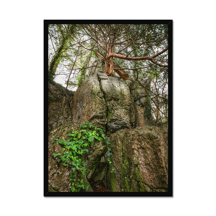 Boulder and Yew Framed Print