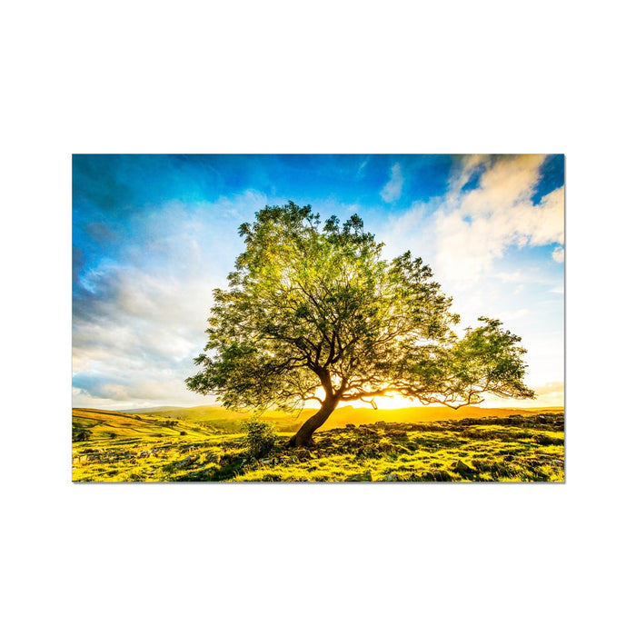 The Winskill Ash Hahnemühle Photo Rag Print
