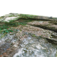 Rock Guardian Canvas