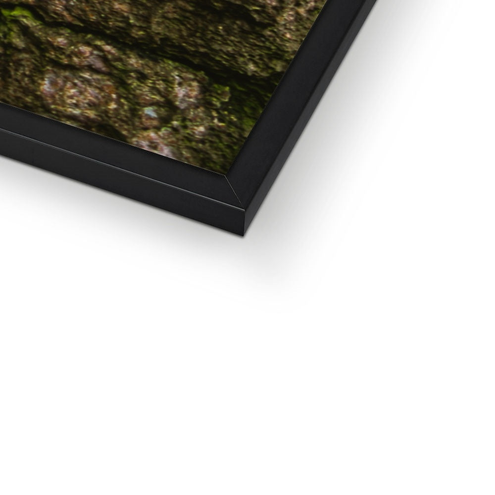 Boulder and Yew Framed Print