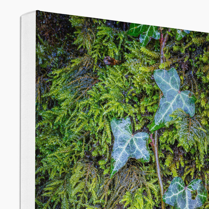 Ivy Clad Canvas