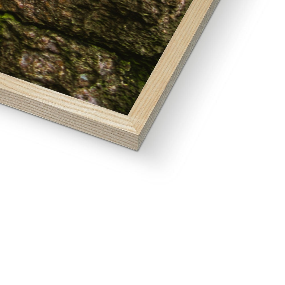 Boulder and Yew Framed Print