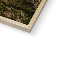 Boulder and Yew Framed Print
