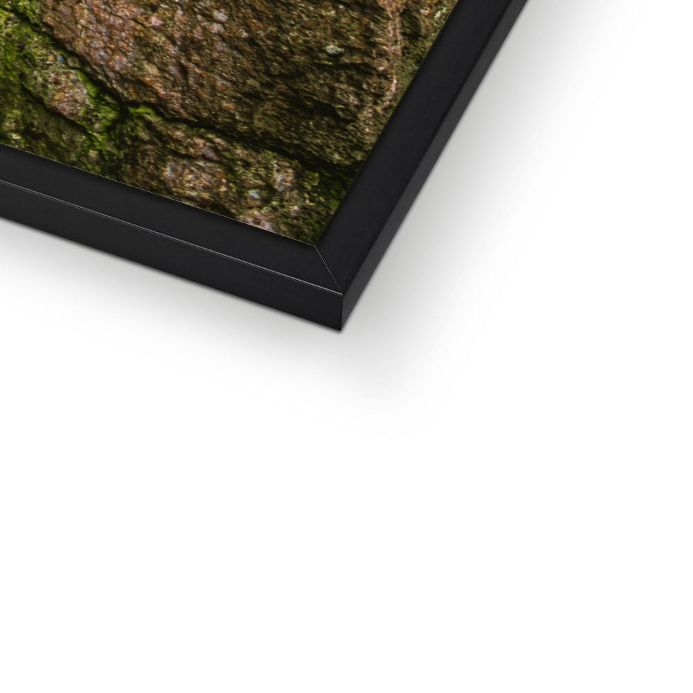 Boulder and Yew Budget Framed Poster