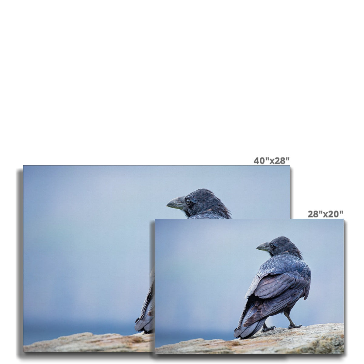 The Raven of Ireland Canvas
