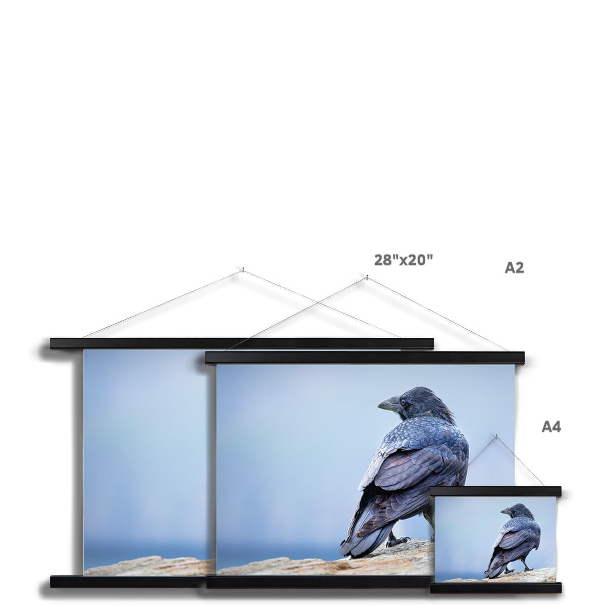 The Raven of Ireland Fine Art Print with Hanger