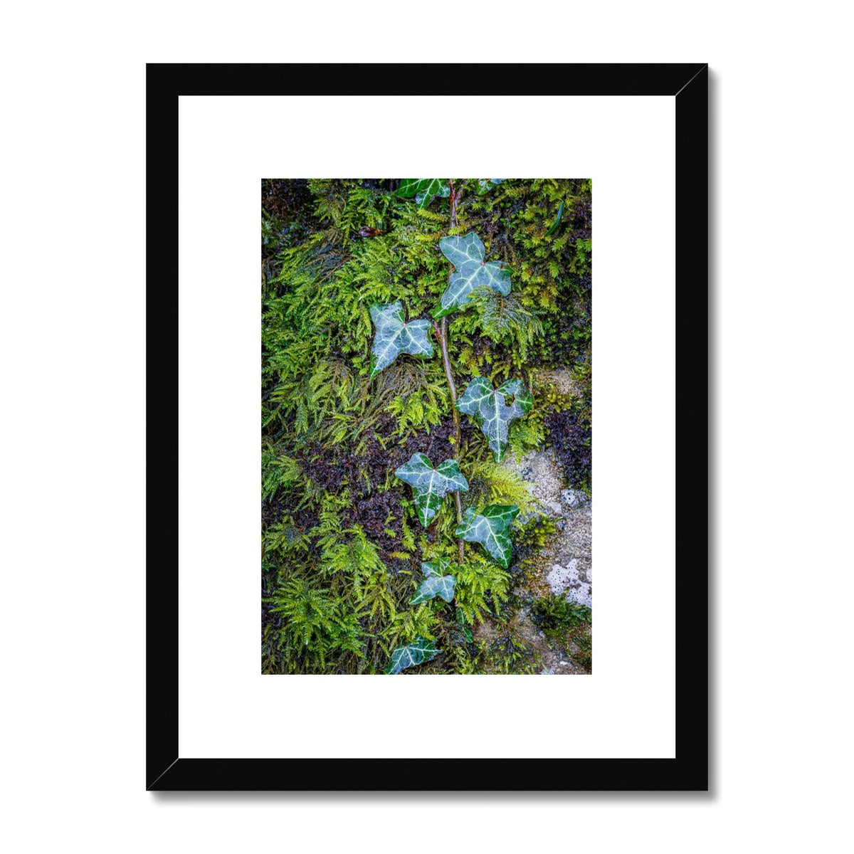 Ivy Clad Framed & Mounted Print