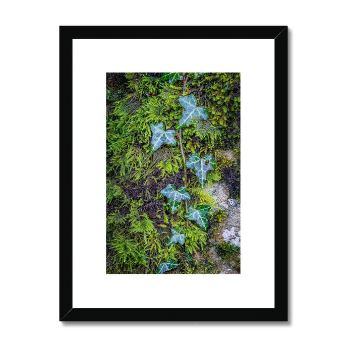 Ivy Clad Framed & Mounted Print