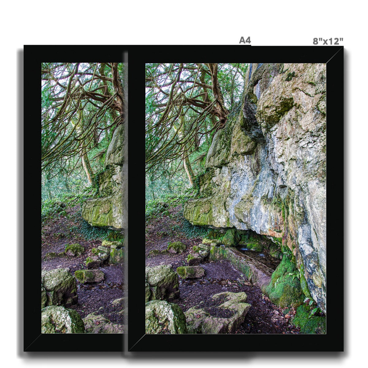 Yew guardian Framed Print