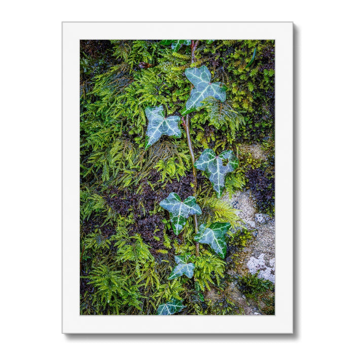 Ivy Clad Framed Print