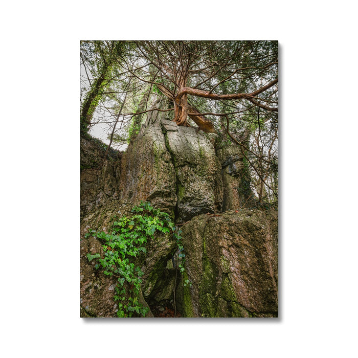 Boulder and Yew Canvas