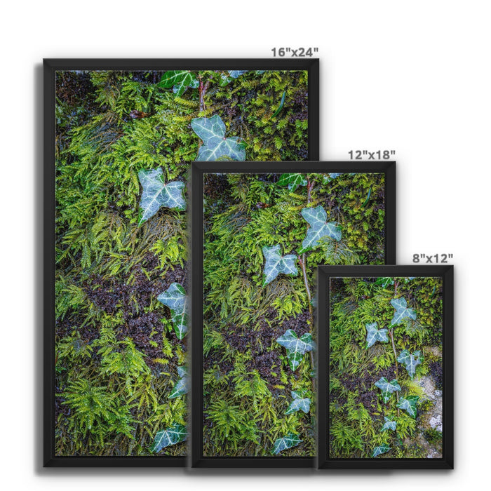 Ivy Clad Framed Canvas