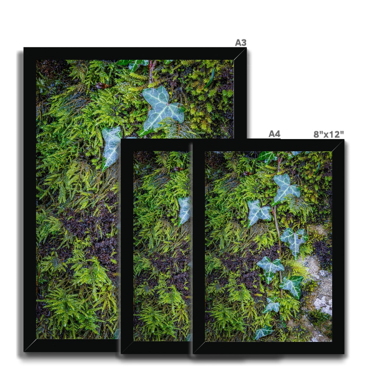 Ivy Clad Framed Print