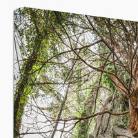 Boulder and Yew Canvas