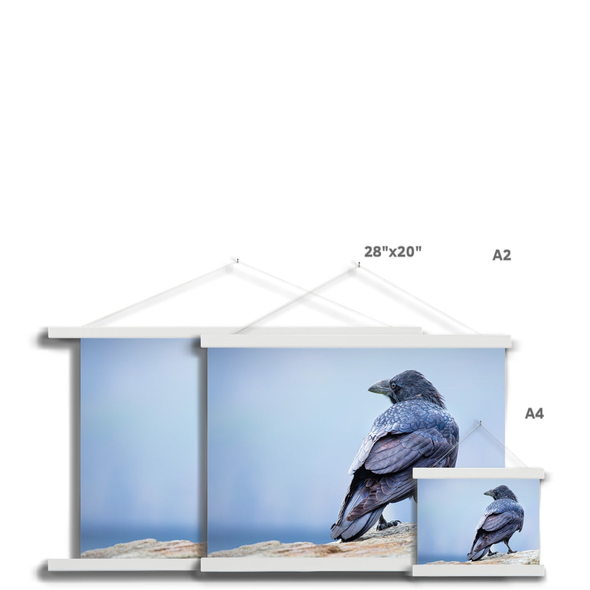The Raven of Ireland Fine Art Print with Hanger