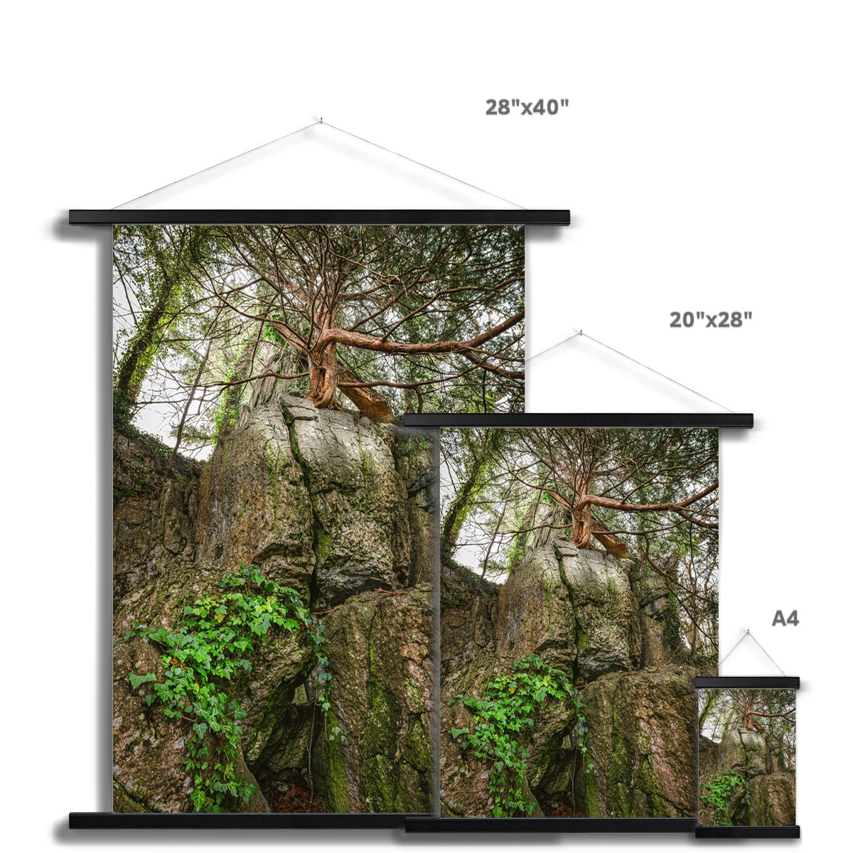 Boulder and Yew Fine Art Print with Hanger