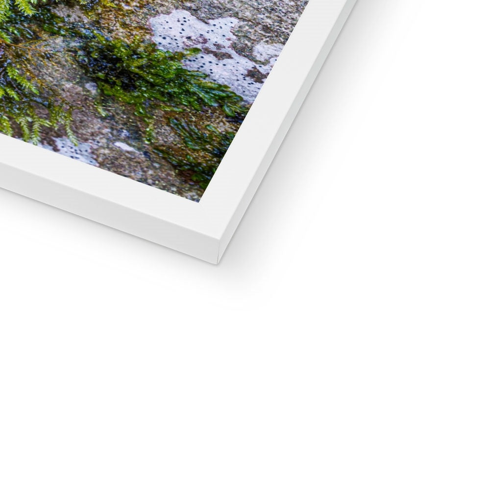 Ivy Clad Framed Print