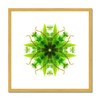 Heart of Nature Antique Framed & Mounted Print