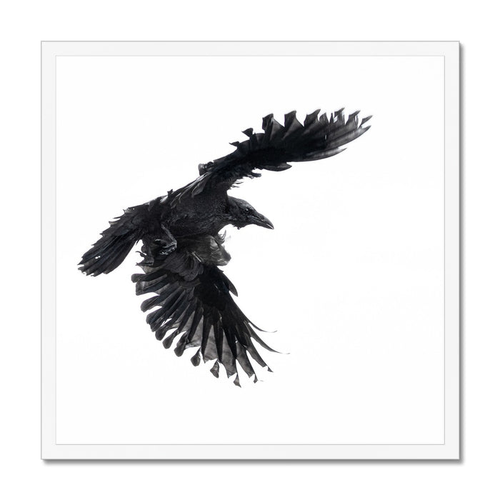 Raven 1 Budget Framed Poster