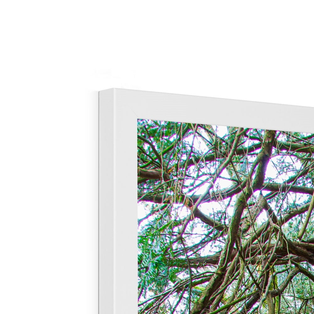Yew guardian Framed Print