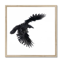 Raven 1 Budget Framed Poster