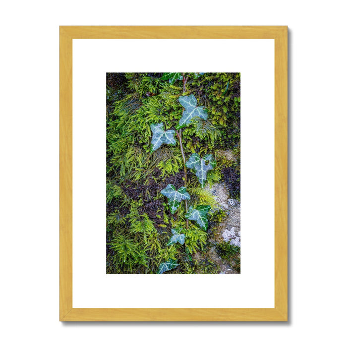 Ivy Clad Antique Framed & Mounted Print