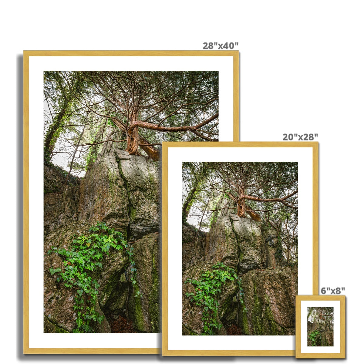 Boulder and Yew Antique Framed & Mounted Print
