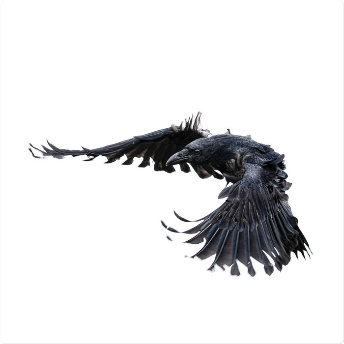 Raven 2 Sticker