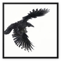Raven 1 Framed Canvas