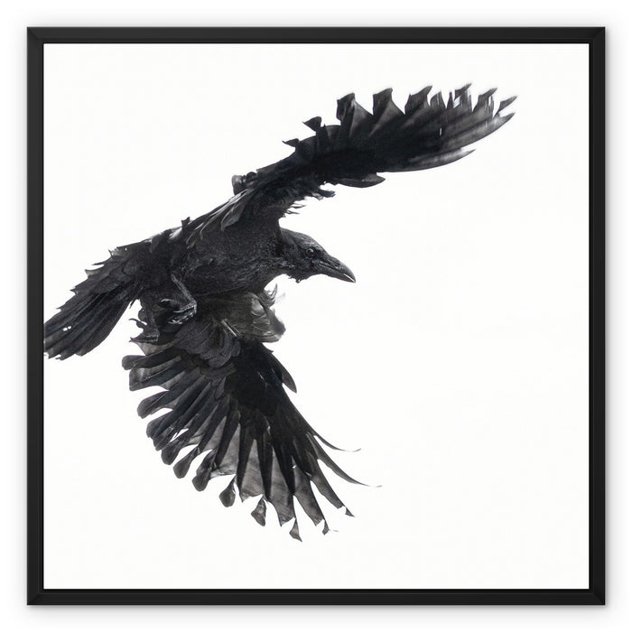 Raven 1 Framed Canvas
