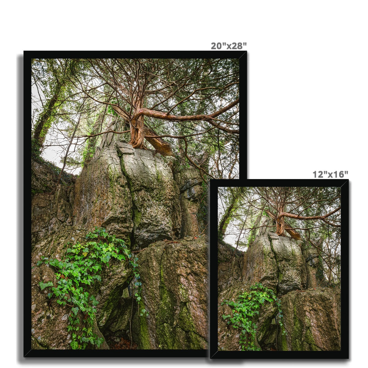 Boulder and Yew Budget Framed Poster